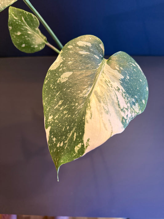 Monstera Thai Constellation