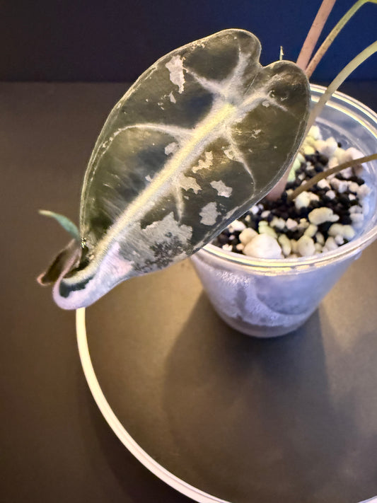 Alocasia Pink Bambino
