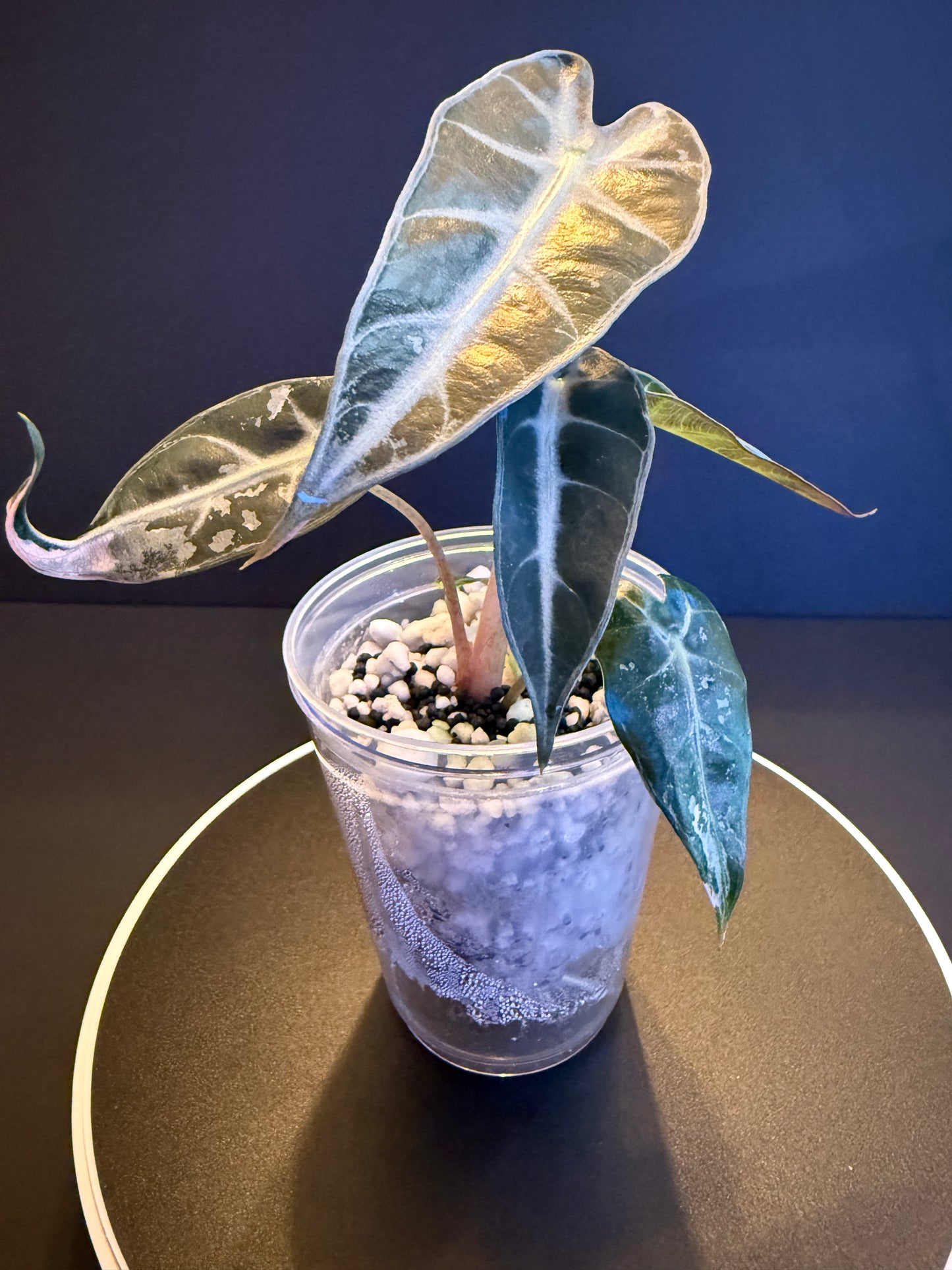 Alocasia Pink Bambino