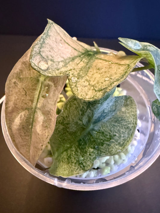 Alocasia Poly Pink Mint