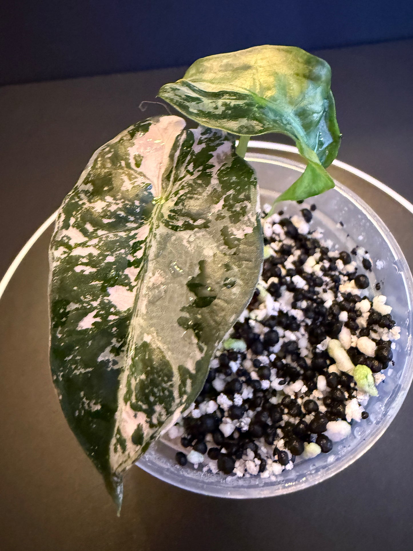 Alocasia Poly Snowflake Superb