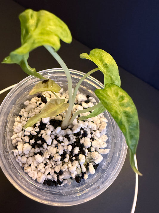 Alocasia Poly Aurea