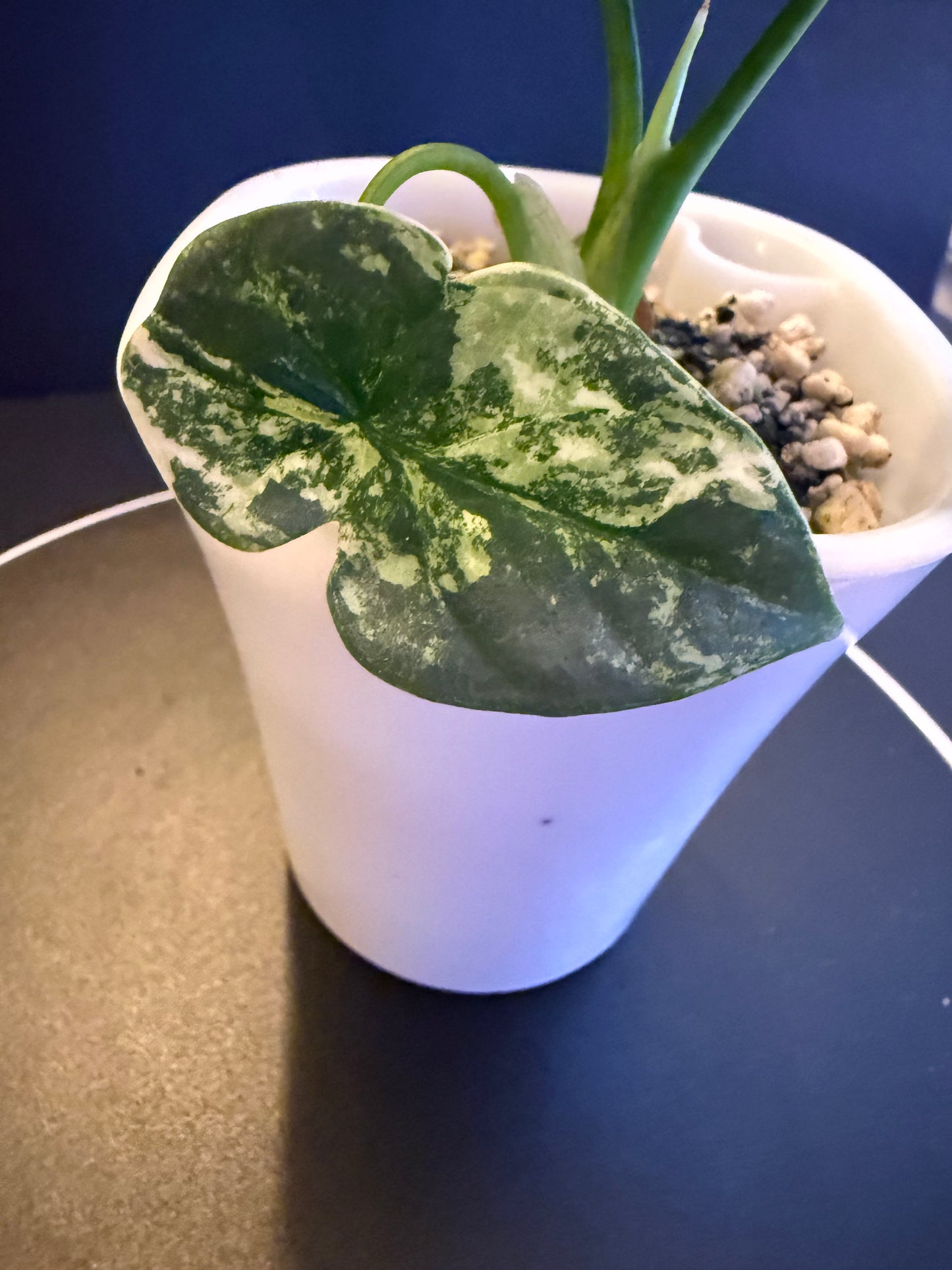 Alocasia Sinueta Aurea