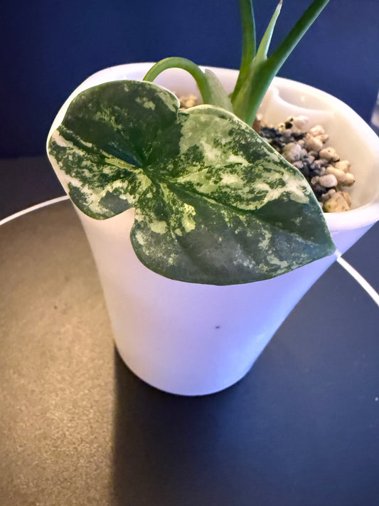 Alocasia Sinueta Aurea