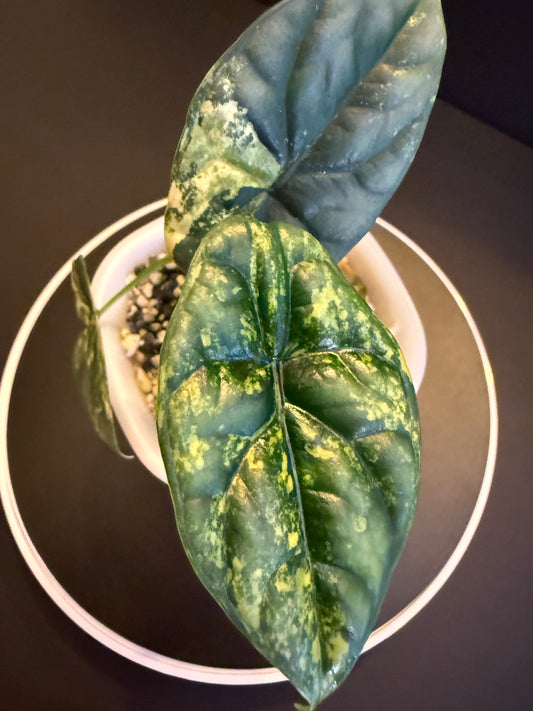 Alocasia Sinueta Aurea