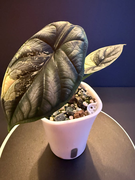 Alocasia Silver Dragon Albo Acclimated
