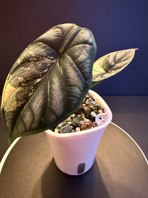 Alocasia Silver Dragon Albo Acclimated