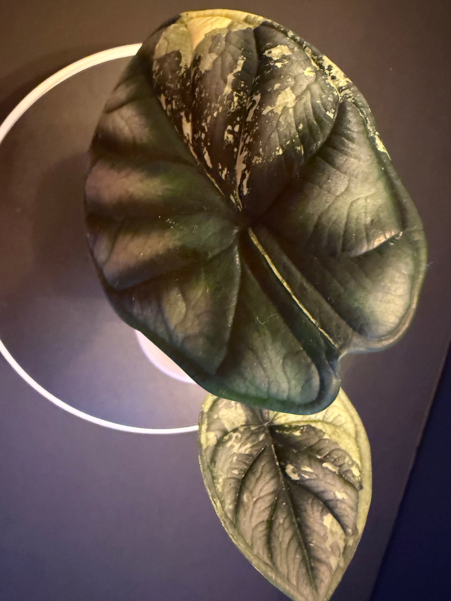 Alocasia Silver Dragon Albo Acclimated