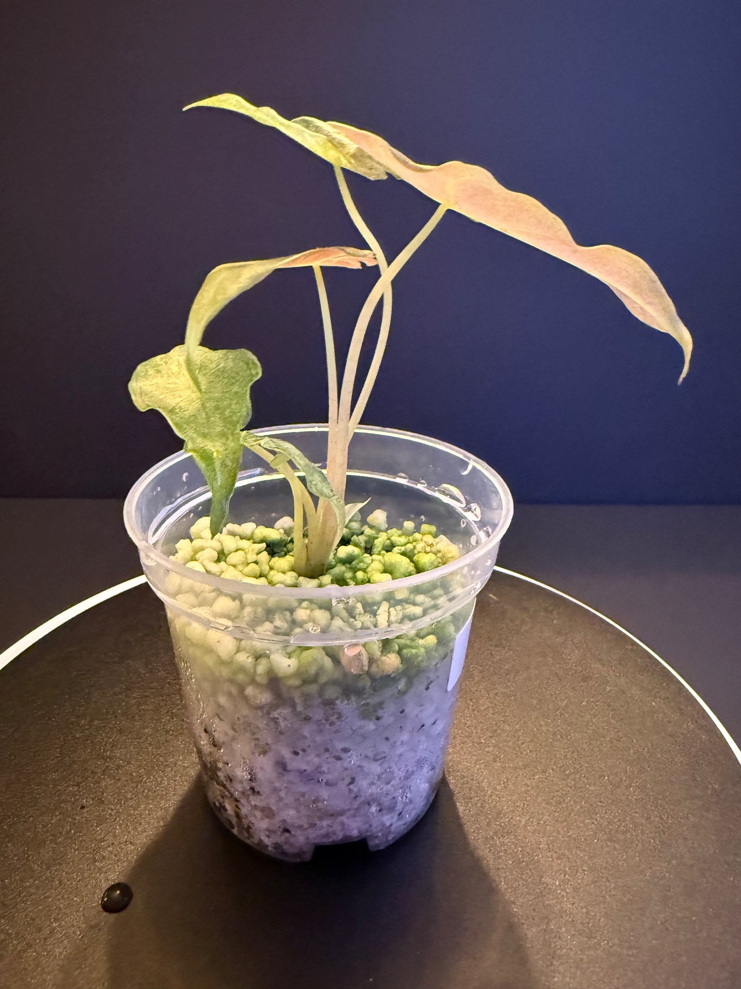 Alocasia Satun Pink Stardust
