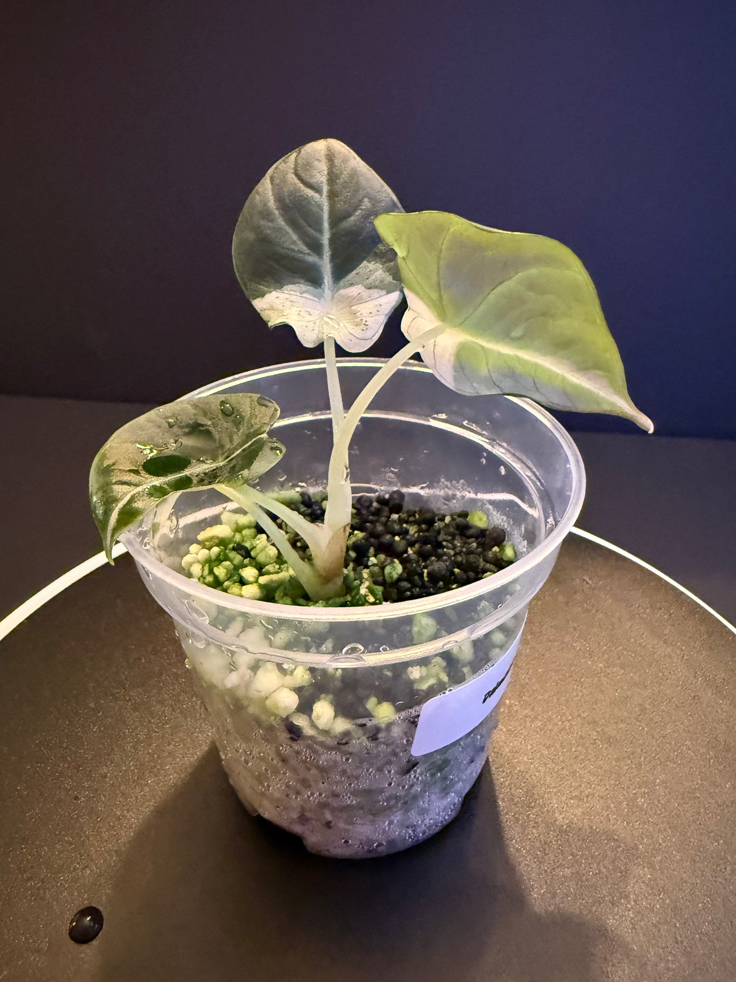 Alocasia Black Velvet Dalmation