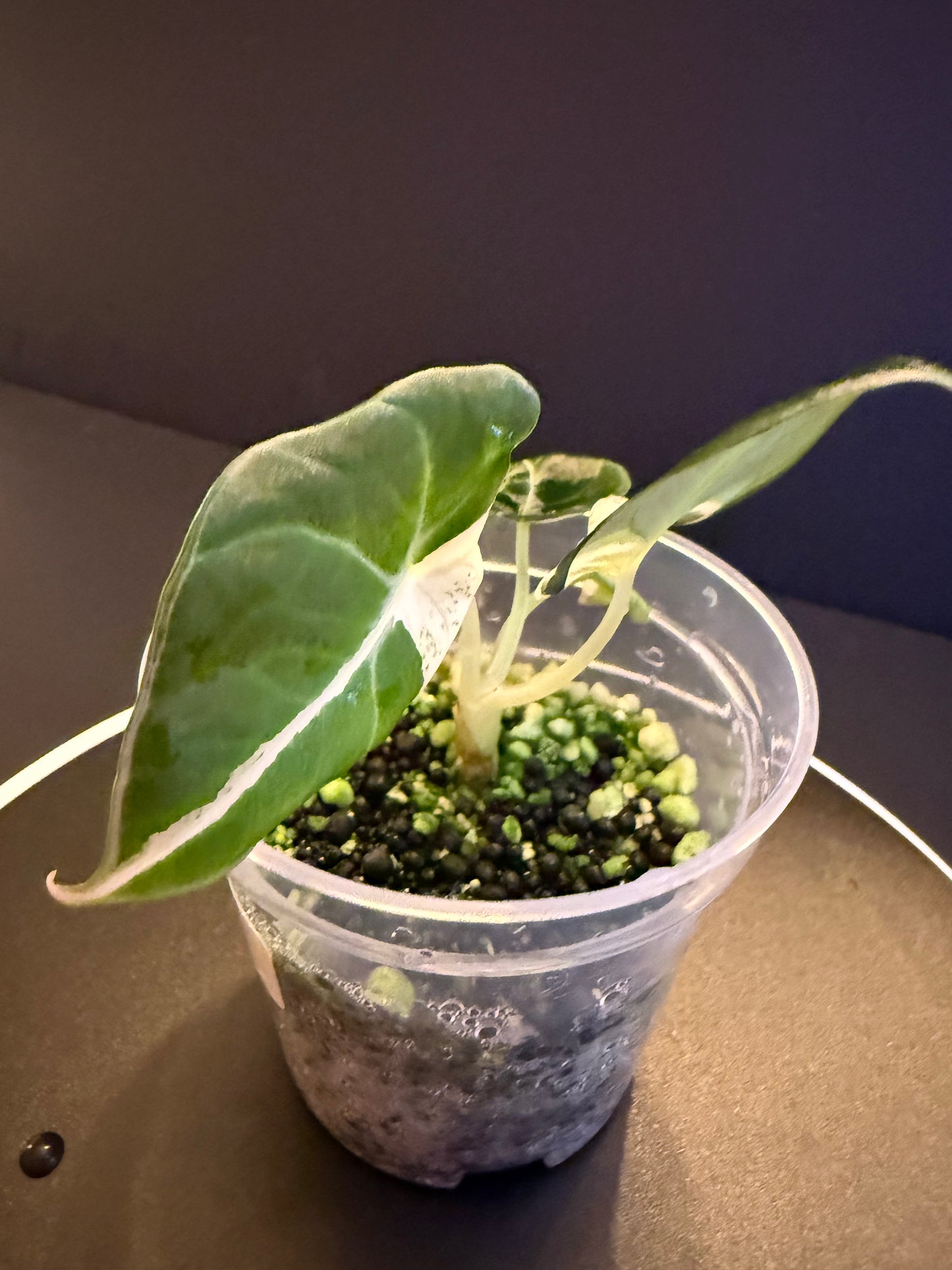 Alocasia Black Velvet Dalmation