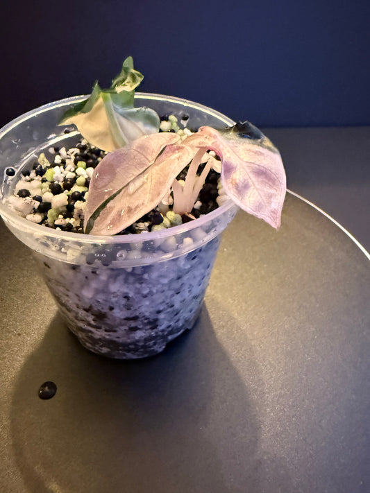 Alocasia Pink Balloon Heart #3