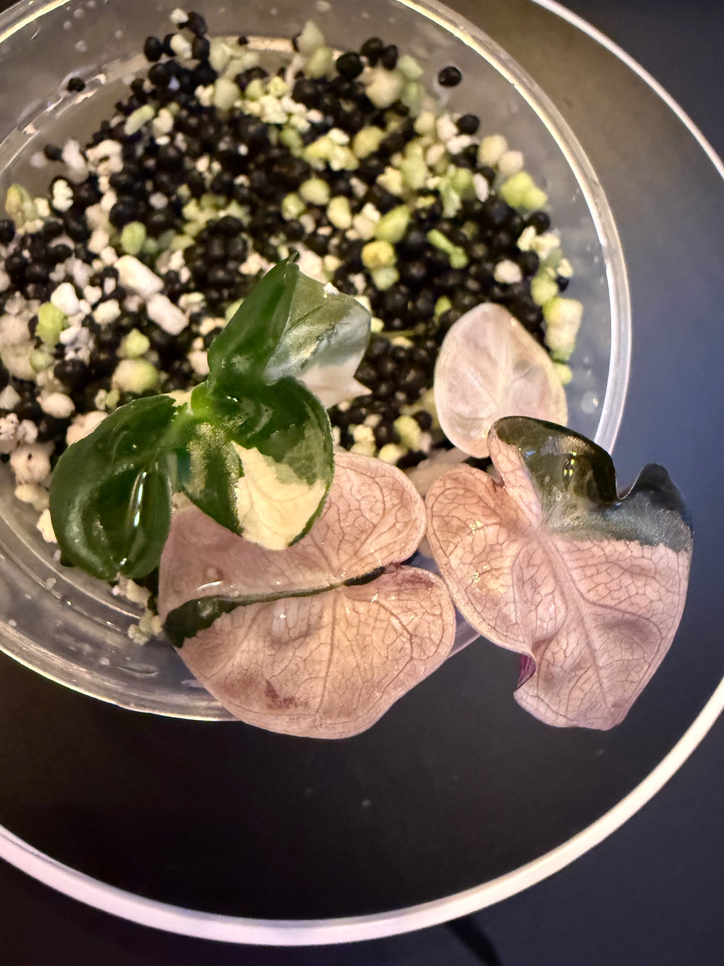Alocasia Pink Balloon Heart #3