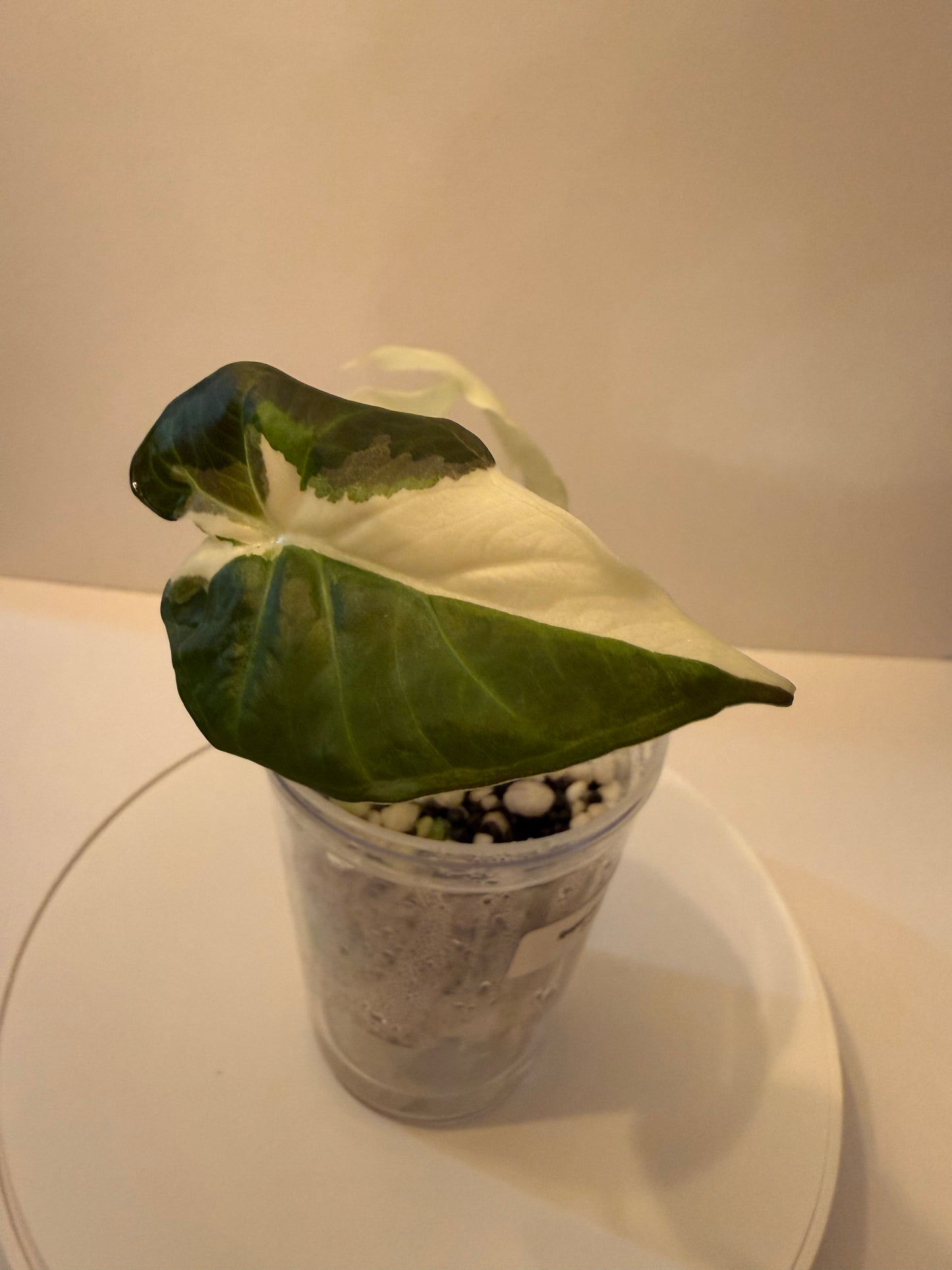 Alocasia Regal Shield Albo Lava