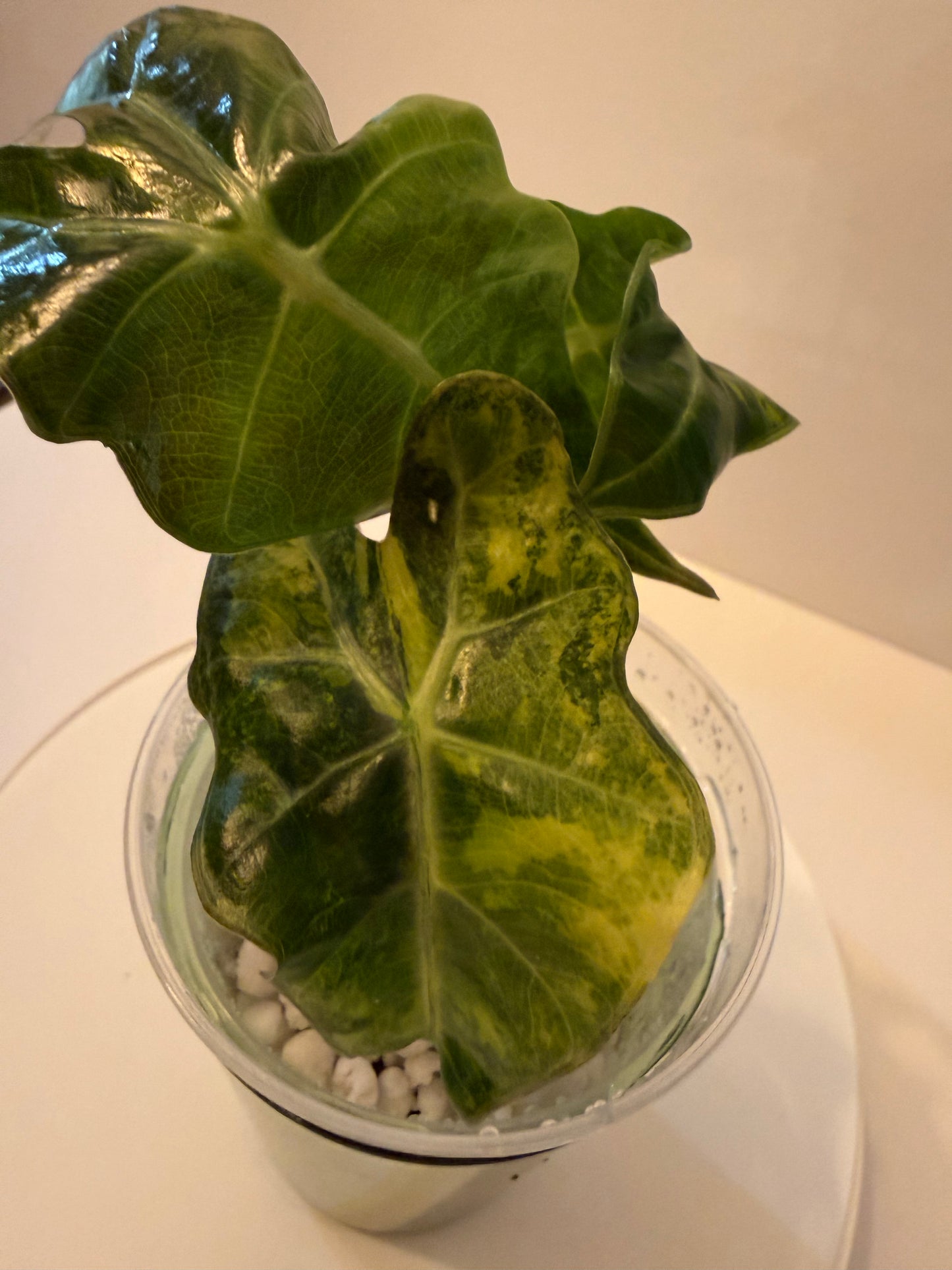 Alocasia Amazonica Aurea