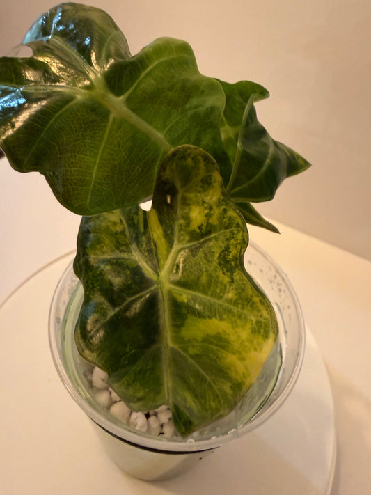 Alocasia Amazonica Aurea