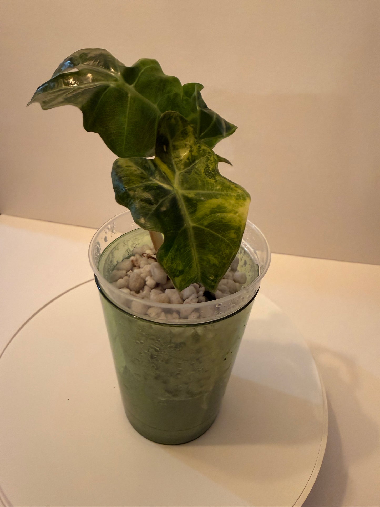 Alocasia Amazonica Aurea