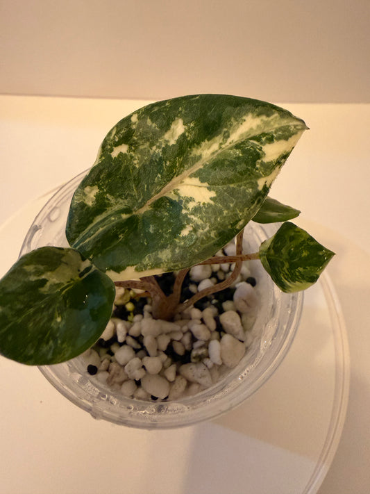 Alocasia Metallic Blue Albo