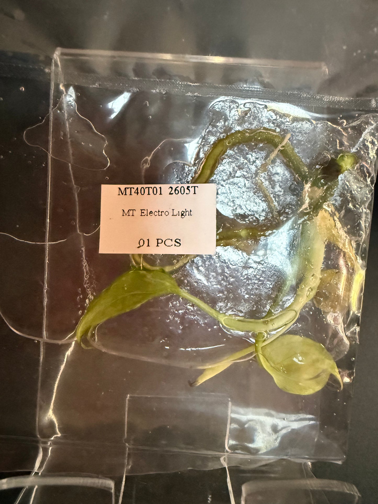 Monstera "Electro Light"
