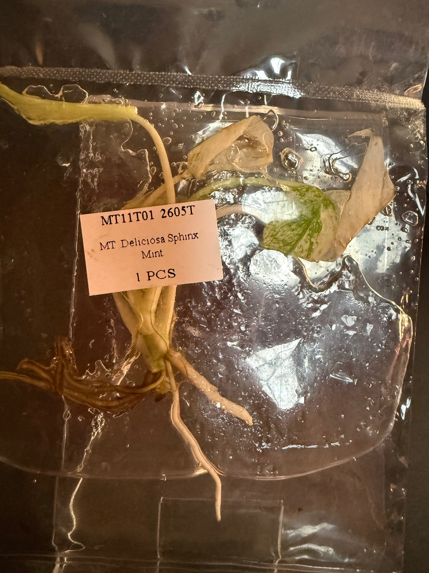 Monstera Deliciosa "Sphinx" Mint