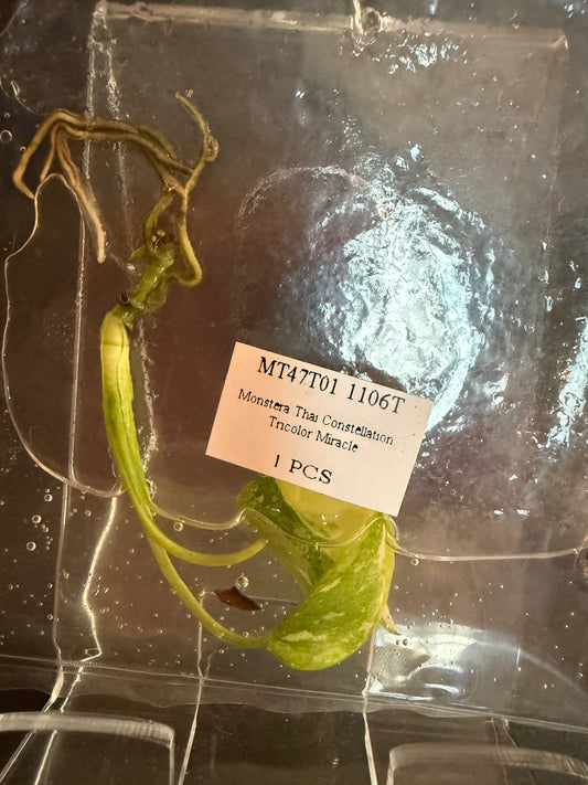 Monstera Thai Constellation "Tricolor Miracle"