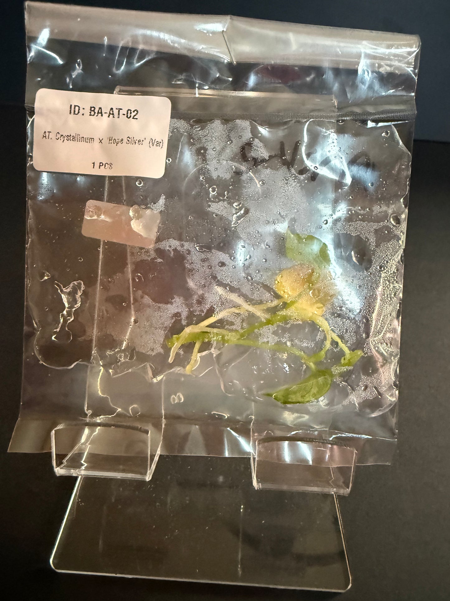 Anthurium crystallinum x 'Hope Silver' (Var.)