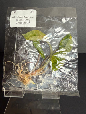 Alocasia 