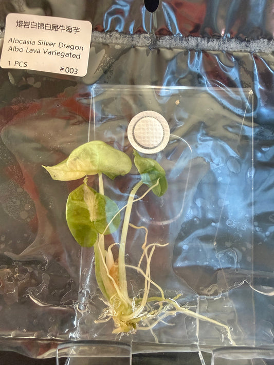 Alocasia Silver Dragon Albo Lava Variegated #003