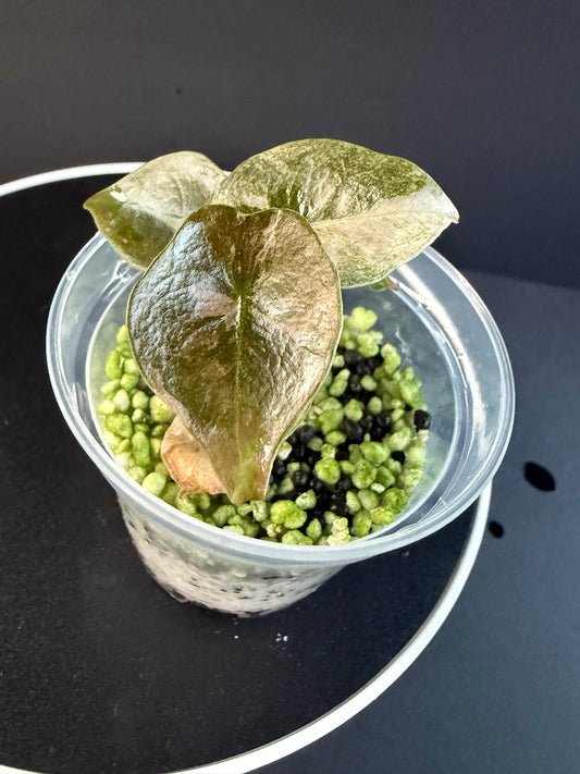 Alocasia Cuprea Mint