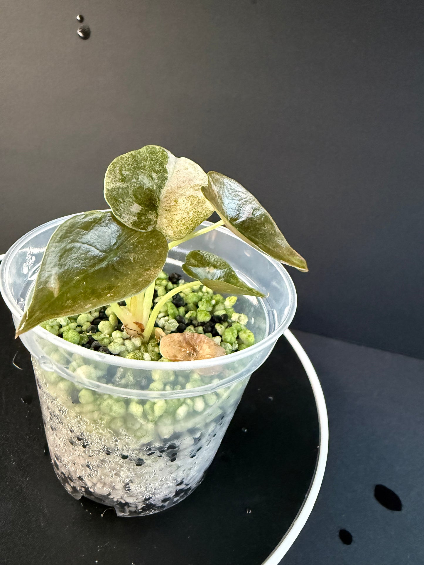 Alocasia Cuprea Mint