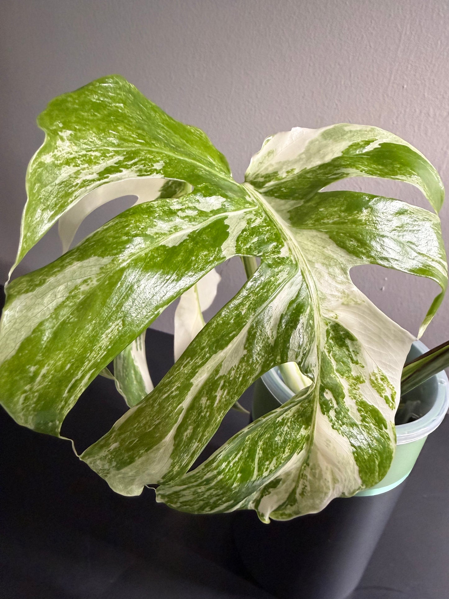 Monstera Albo Clipping