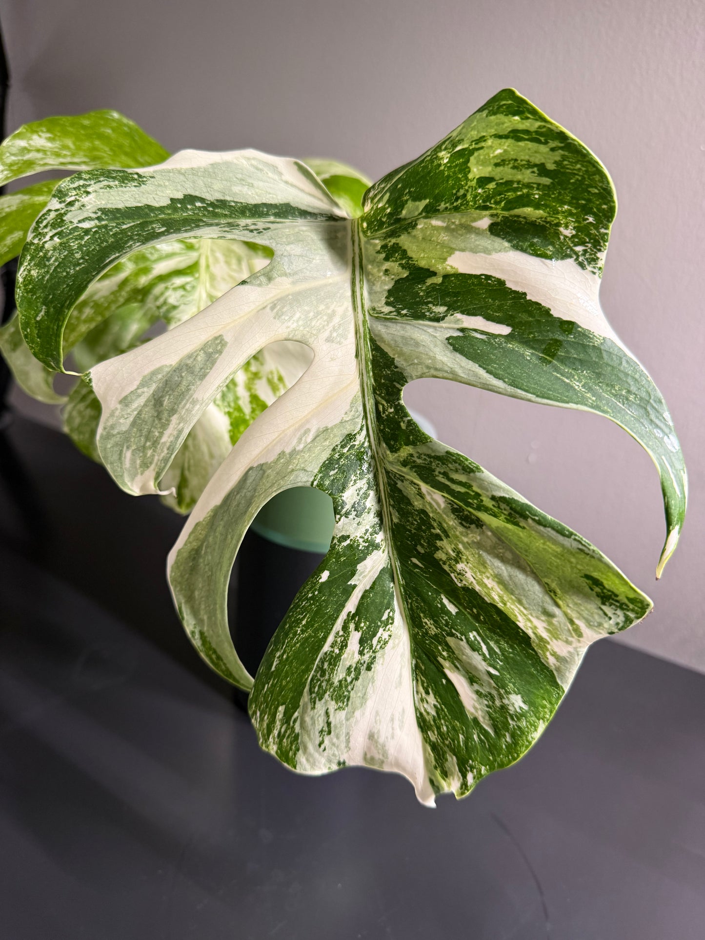 Monstera Albo Clipping