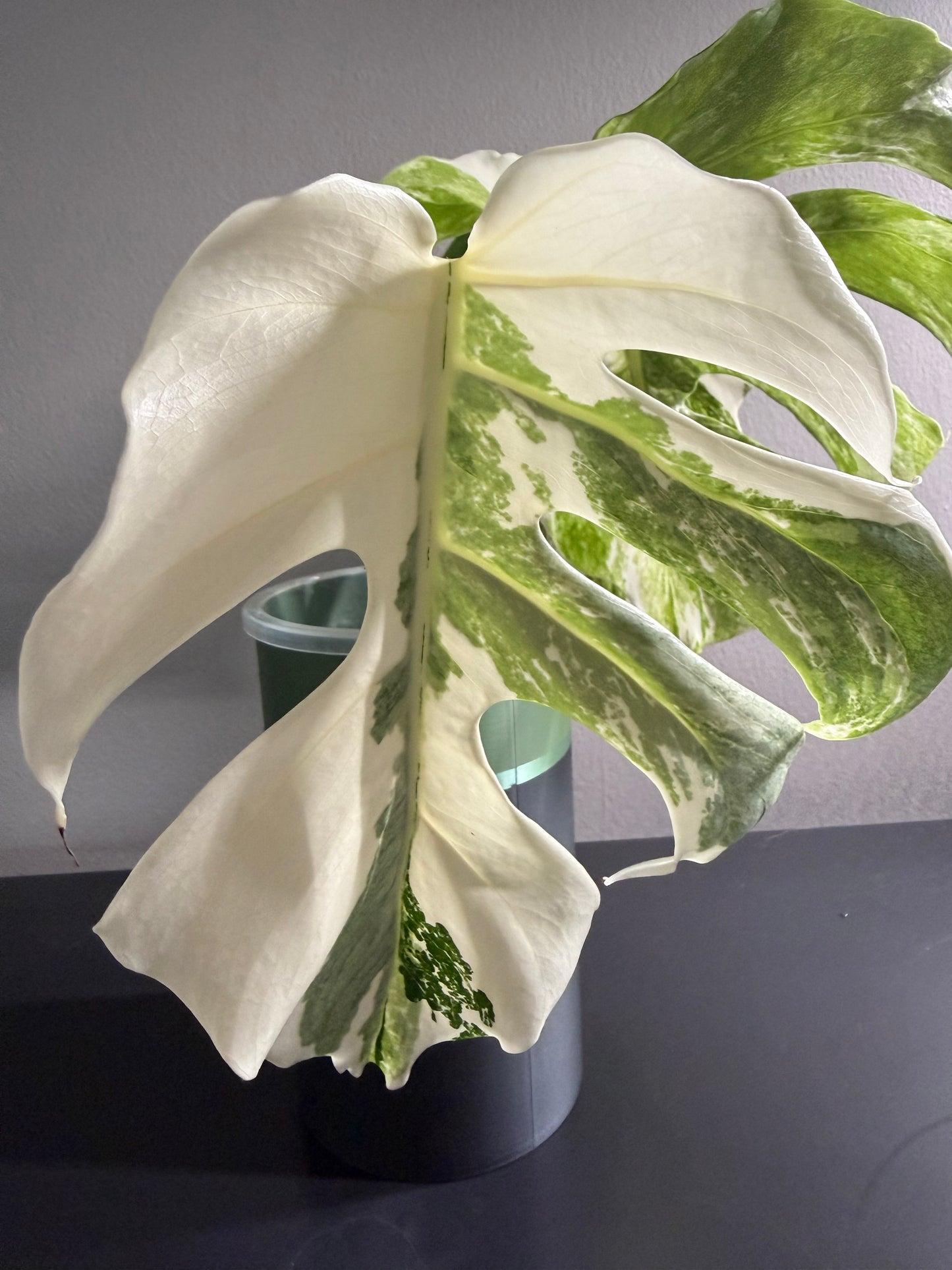 Monstera Albo Clipping