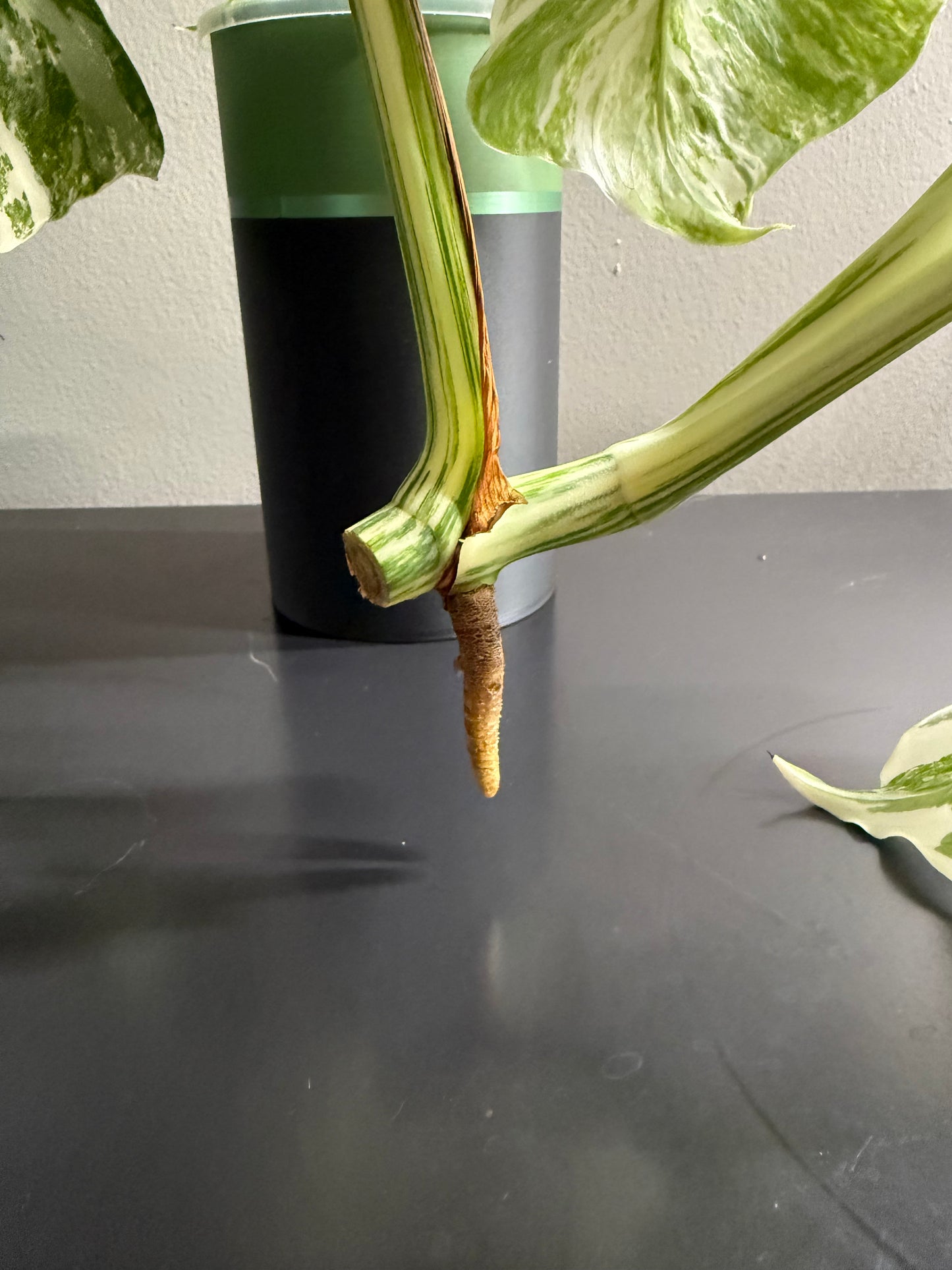 Monstera Albo Clipping