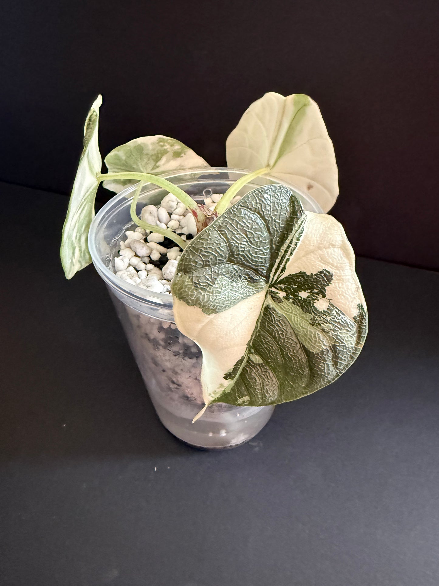 Alocasia Melo Albo