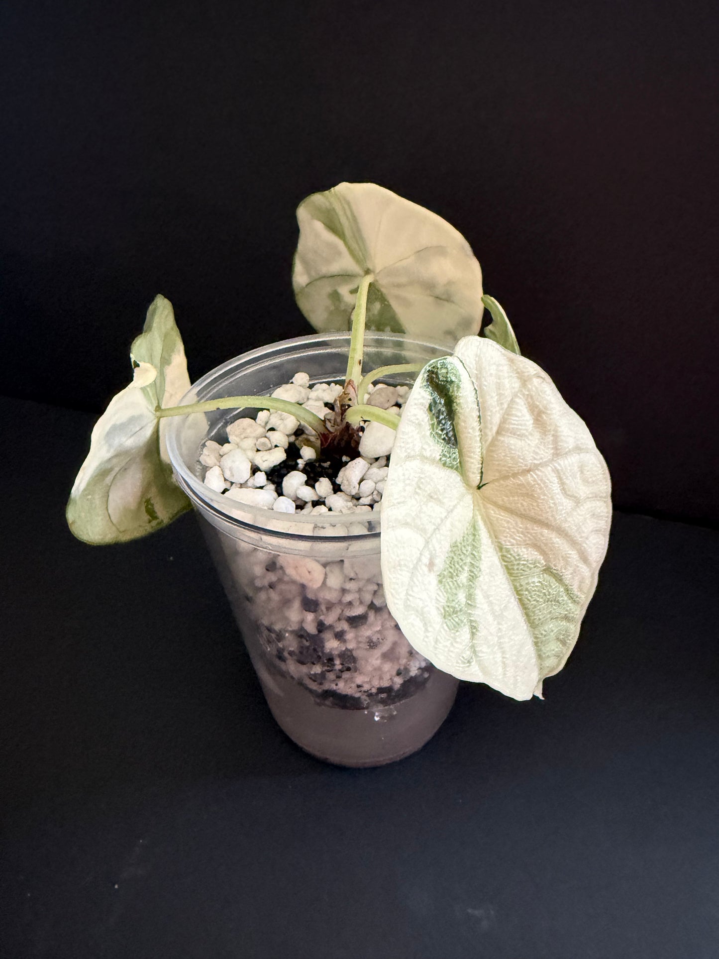 Alocasia Melo Albo