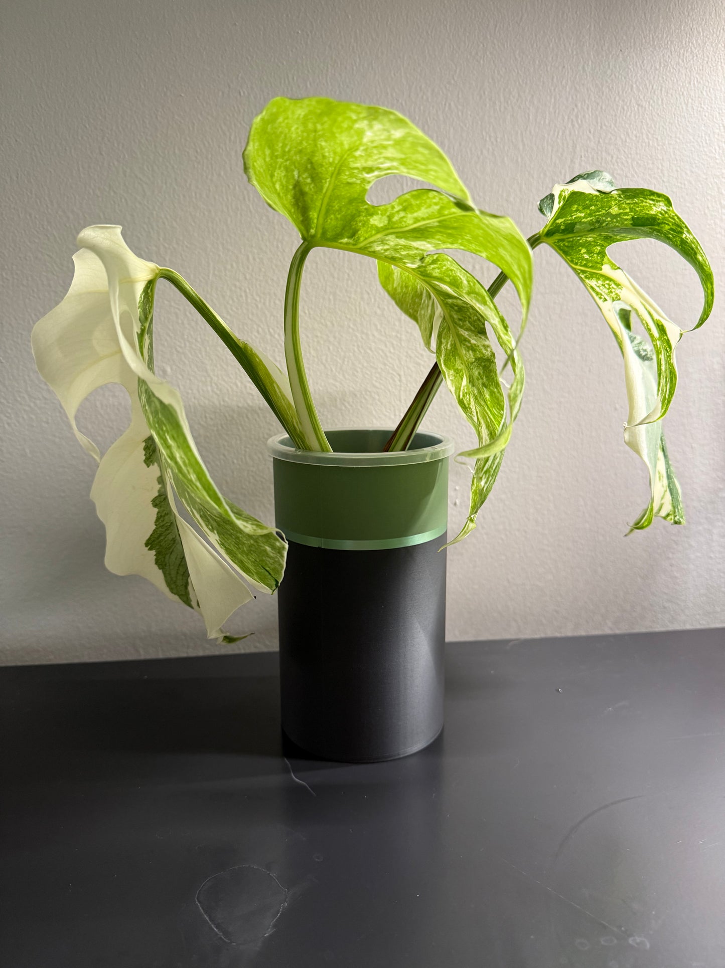 Monstera Albo Clipping