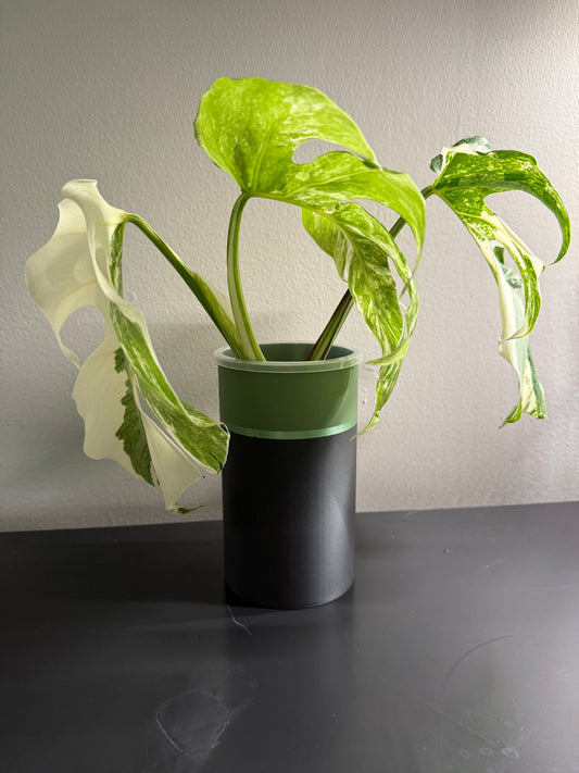 Monstera Albo Clipping