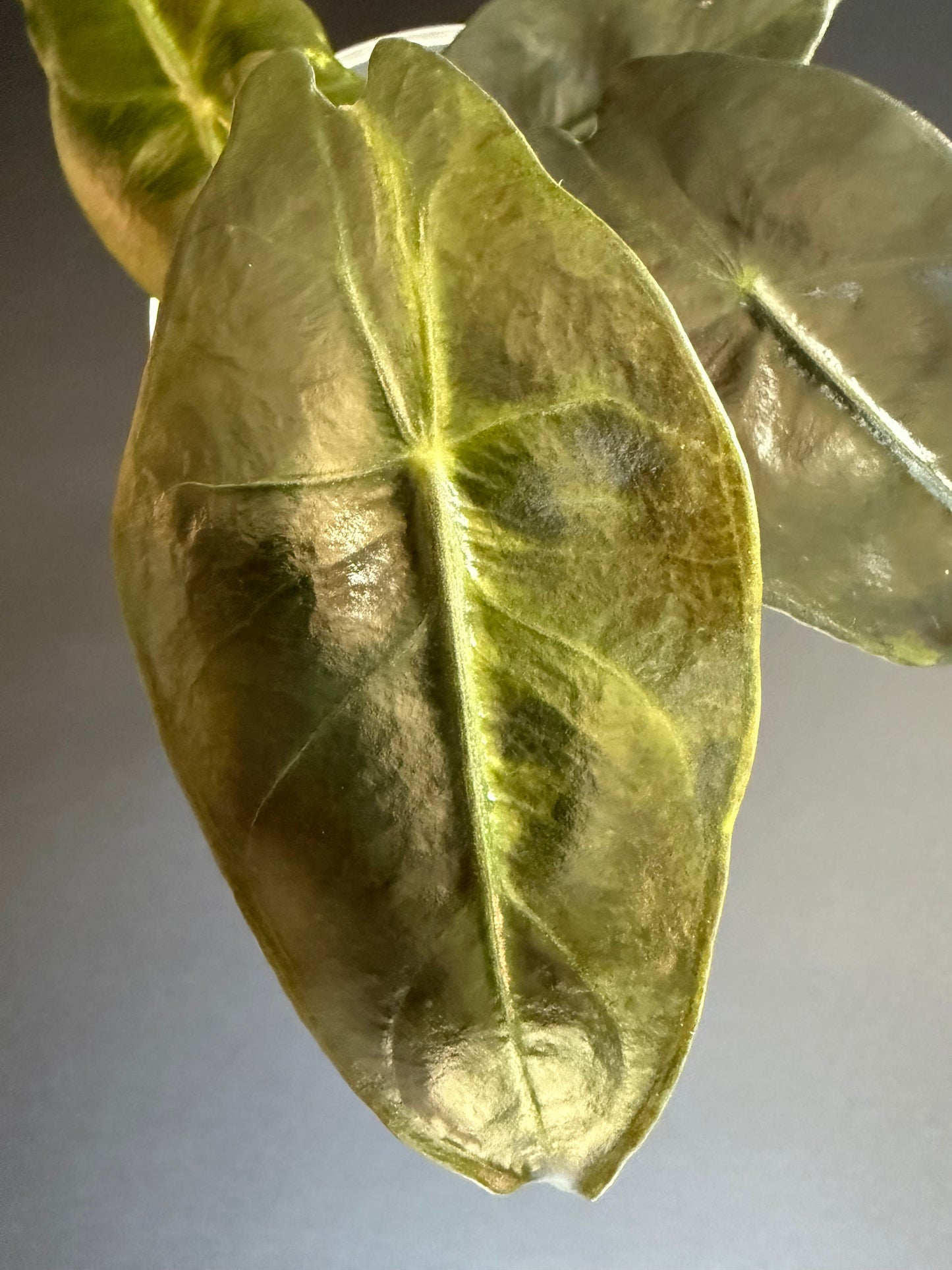Alocasia Nairobi Nights Aurea