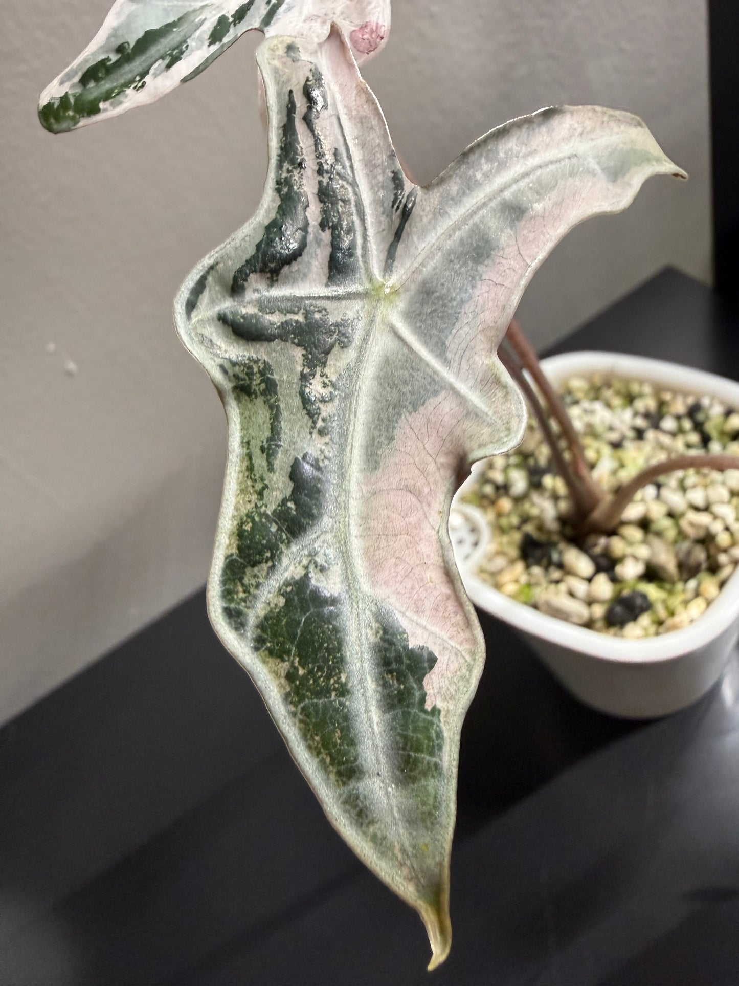 Alocasia Nobilis Pink Variegated #2