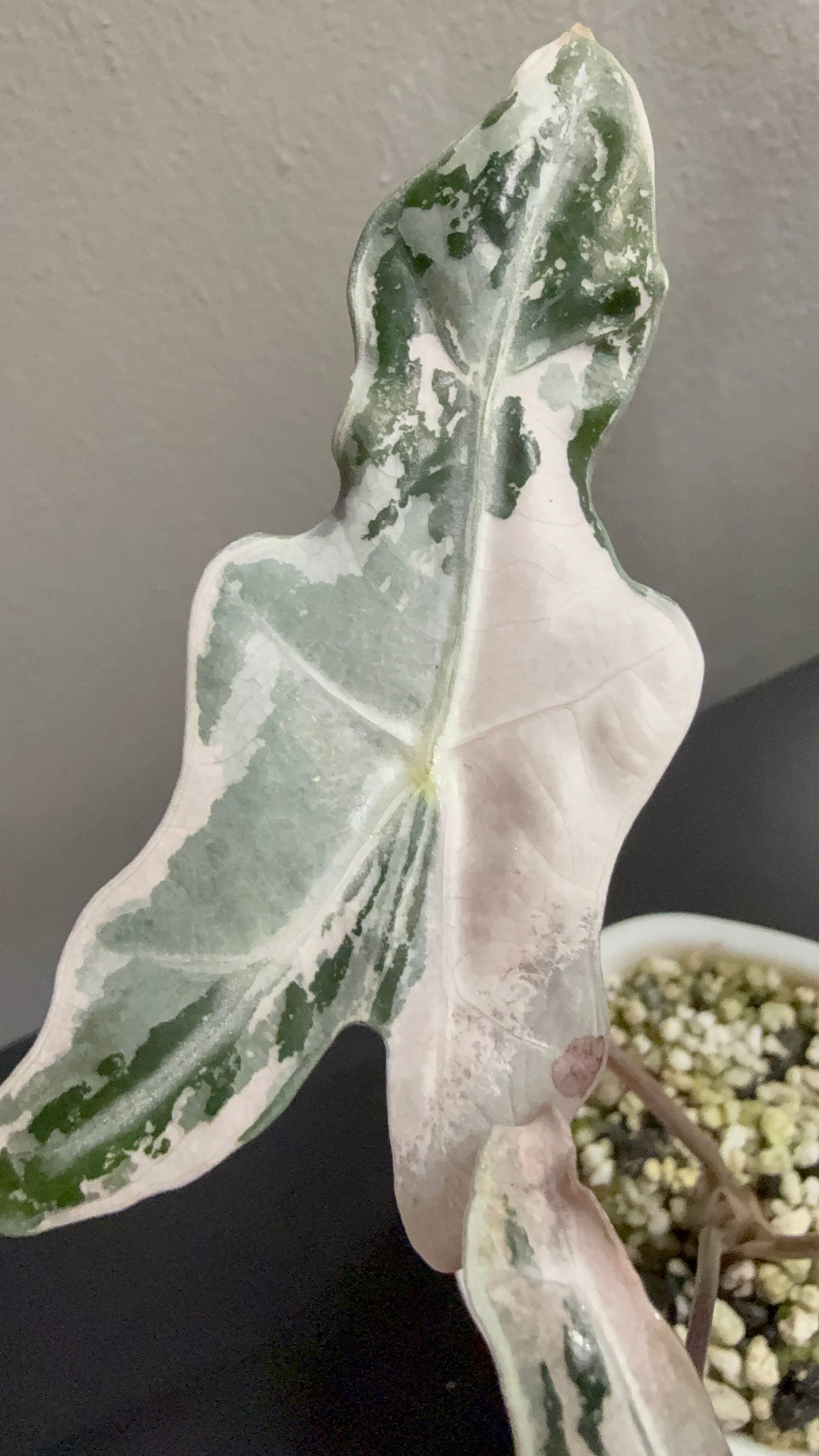 Alocasia Nobilis Pink Variegated #2
