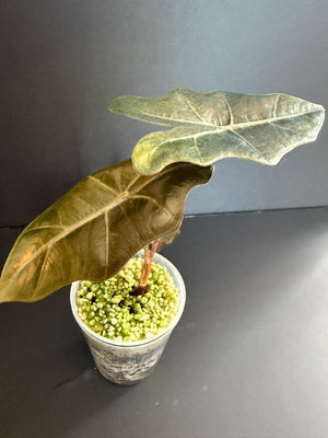 Alocasia Noblis Aurea