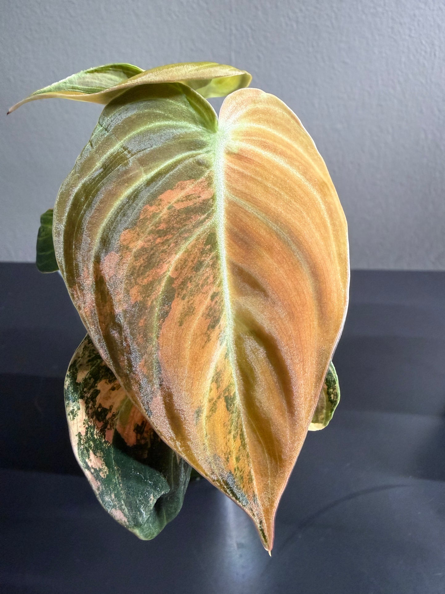 Orange Milano — Philodendron Melanochrysum Variegated