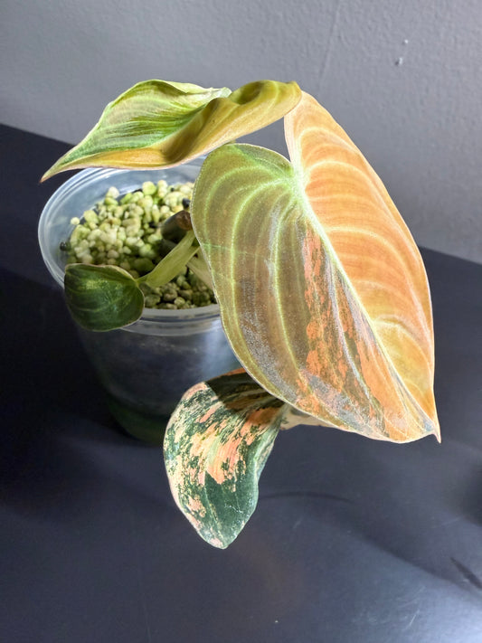 Orange Milano — Philodendron Melanochrysum Variegated