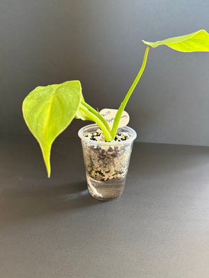 Philodendron Applanatum