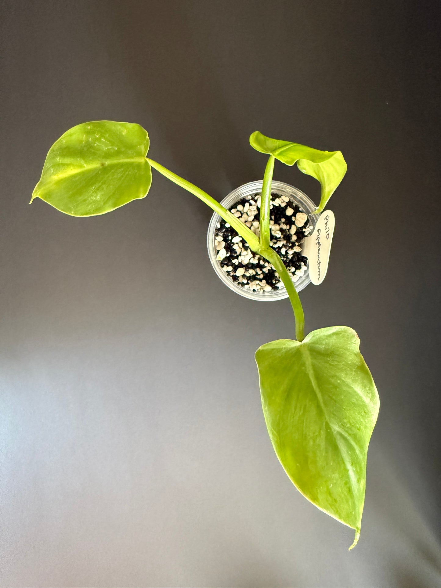 Philodendron Applanatum