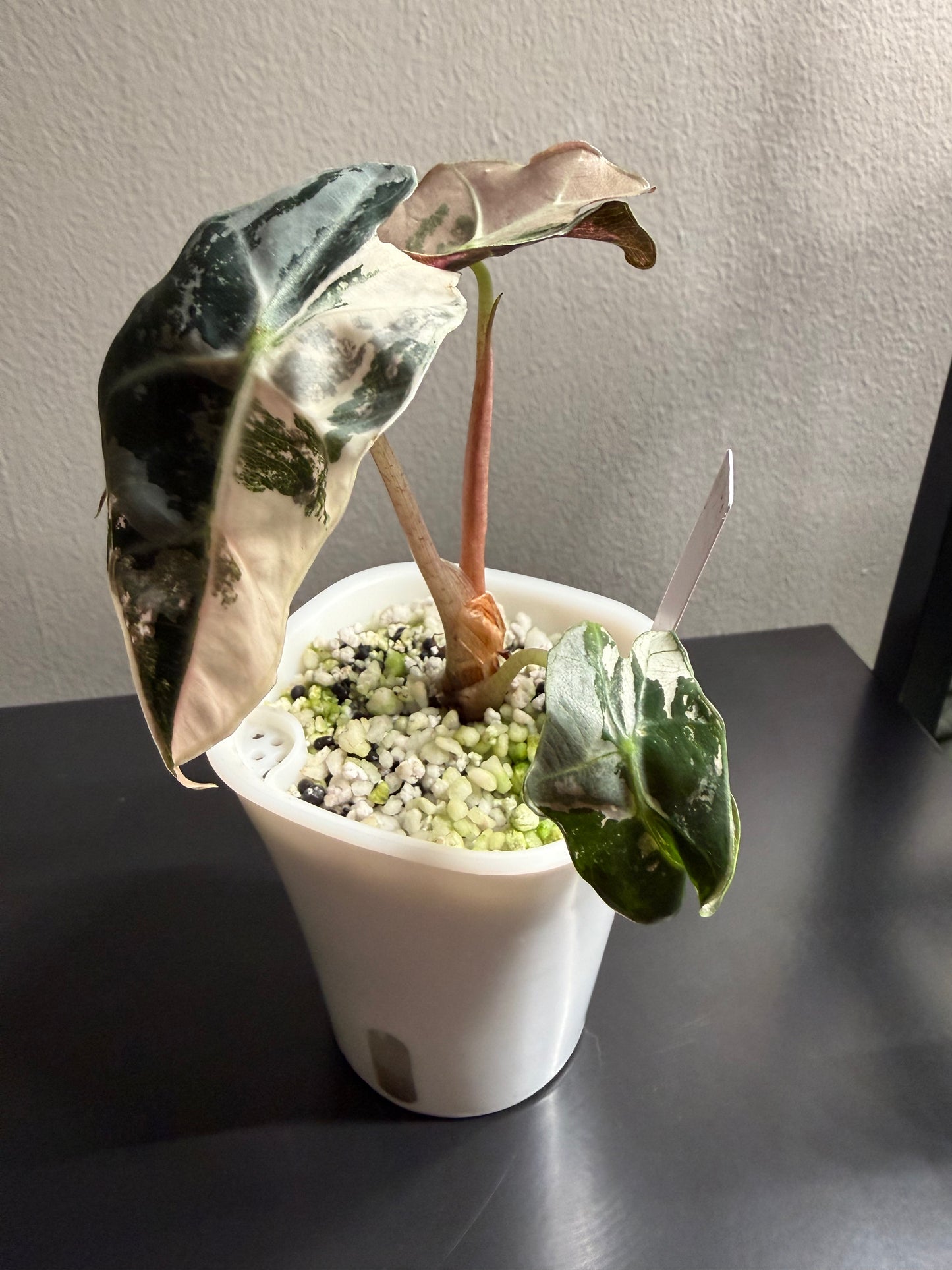 Alocasia Polly Pink Variegated