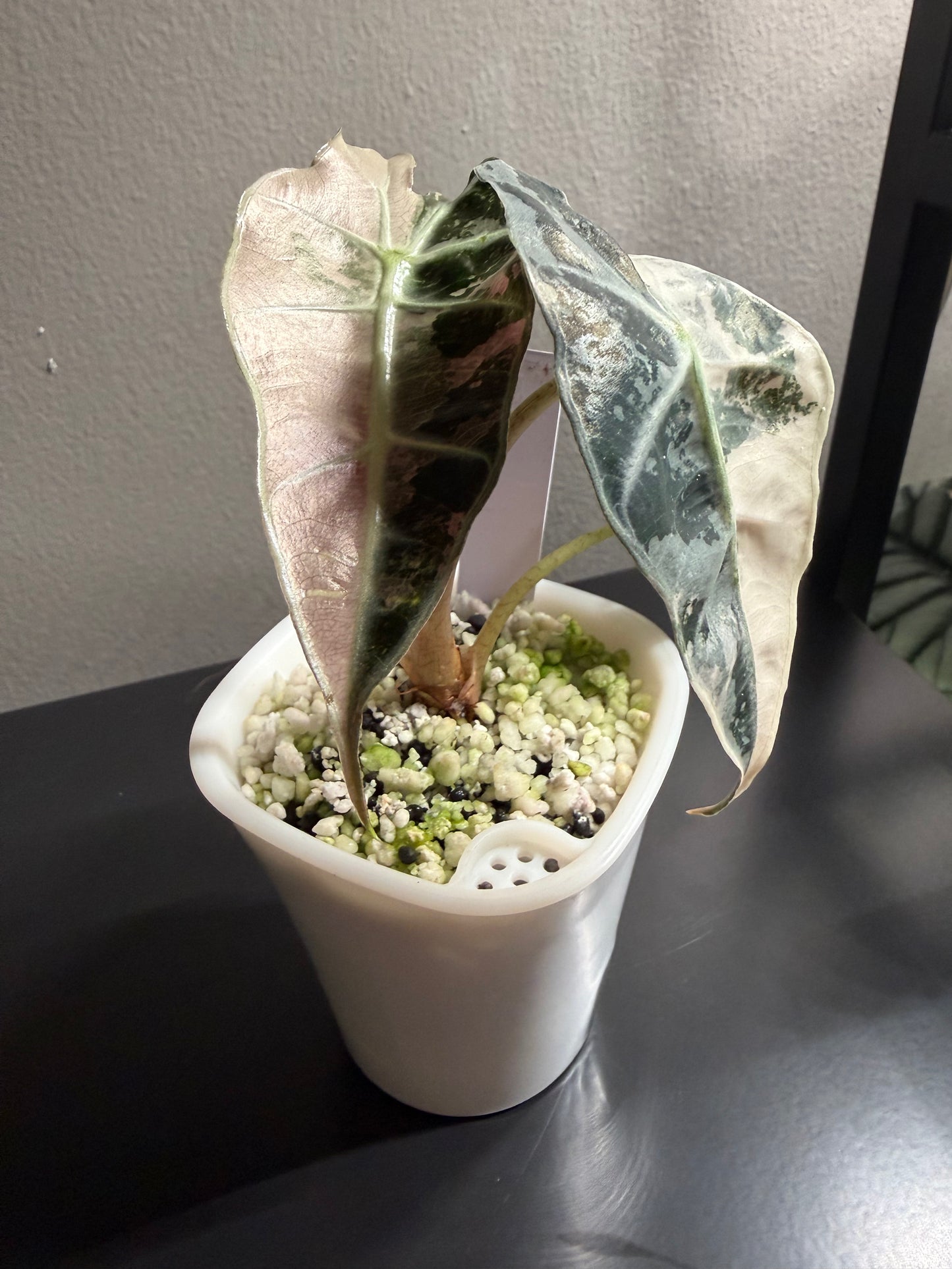 Alocasia Polly Pink Variegated