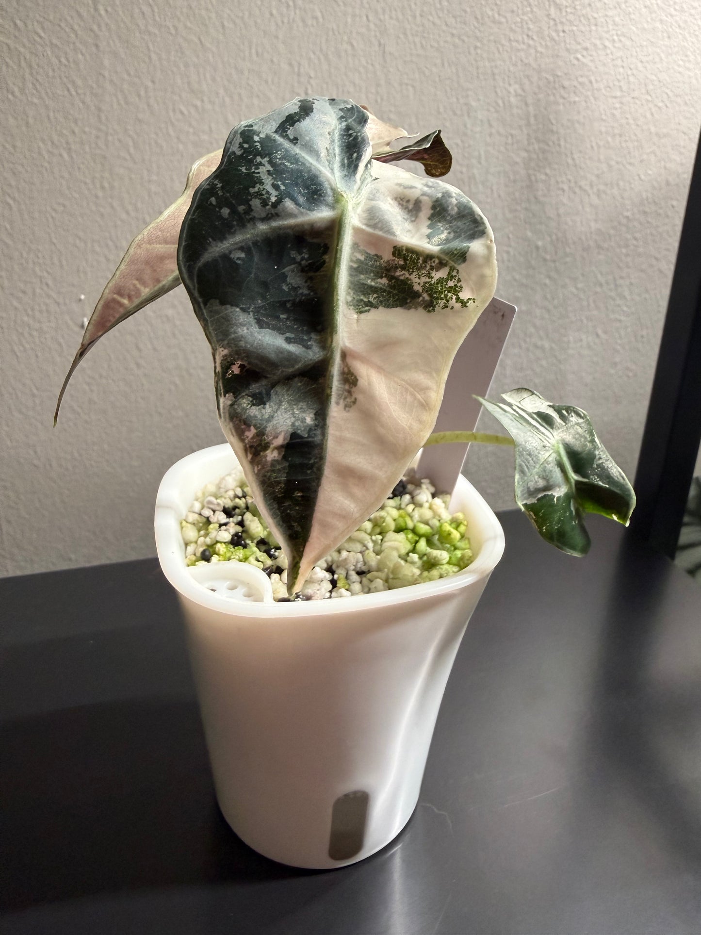 Alocasia Polly Pink Variegated