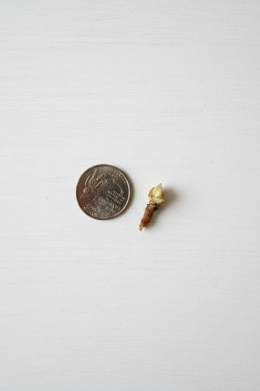 Regal Shield Albo Corm